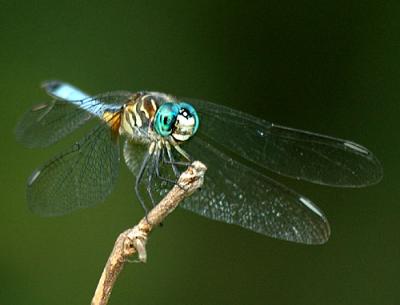 Buggar-507-copy.jpg