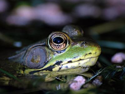 FROGGER-3-044-copy.jpg