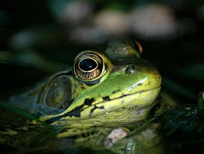 FROGGER-3-056-copy.jpg