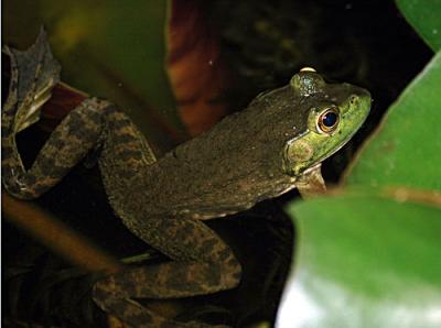 FROGGER-3-119-copy.jpg
