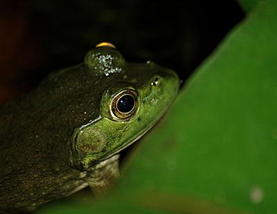 FROGGER-3-120-copy.jpg