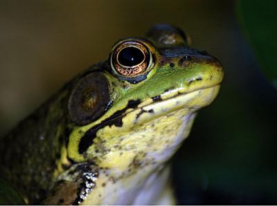 FROGGER-4-002-copy.jpg