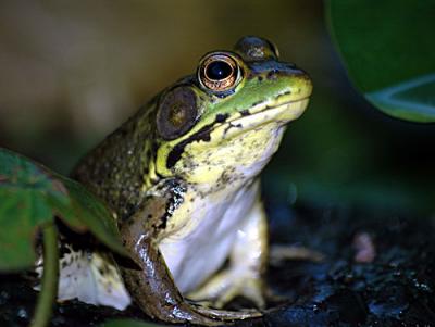 FROGGER-4-003-copy.jpg