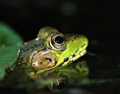 FROGGER-4-006-copy.jpg