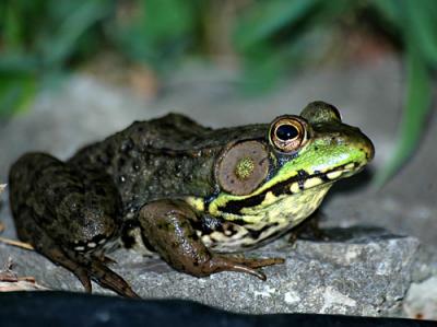 Misc-frog-lily-flower-139-c.jpg