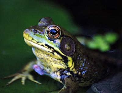 FROGGER-4-074-copy.jpg