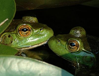 frog.jpg