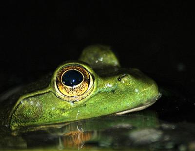 FROGGER-4-008-copy.jpg