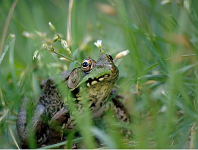Misc-frog-lily-flower-038-c.jpg