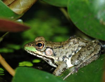 Misc-frog-lily-flower-141-c.jpg