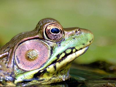 July-frogs-dragons-bugs-038.jpg