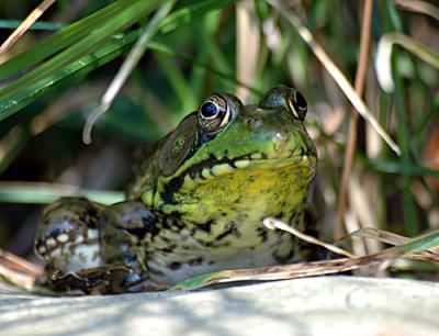 July-frogs-dragons-bugs-054.jpg