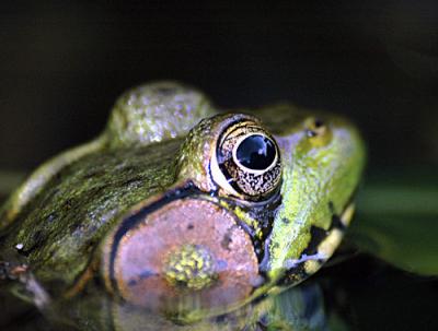 July-frogs-dragons-bugs-124.jpg