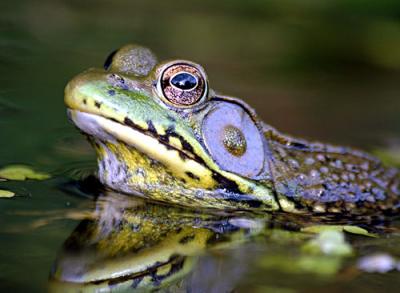 July-frogs-dragons-bugs-228.jpg