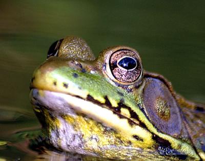 July-frogs-dragons-bugs-237.jpg