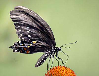 July-D70-061-copy.jpg
