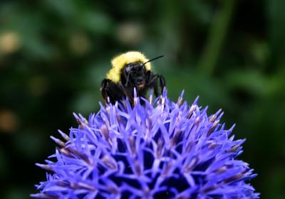 bee2sm.jpg
