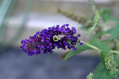 bee1.jpg