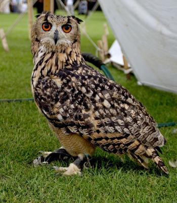 Owl 2 x.jpg