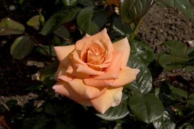 Rose Seven 