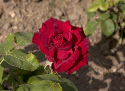 Rose Ten 