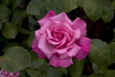 v3/01/301401/3/44932493.RoseFourteenx.jpg