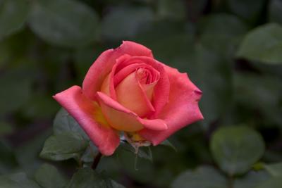 Rose Sixteen
