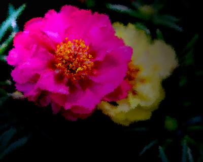 Fuchsia Portulaca