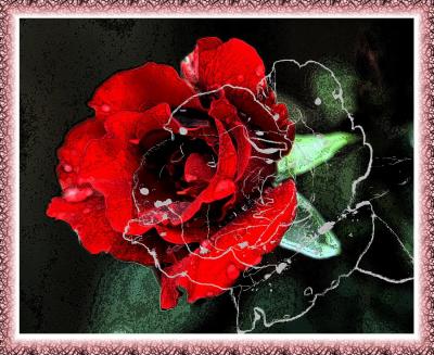 Image of a rose.jpg