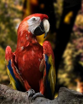 Chucks Parrot  x.jpg