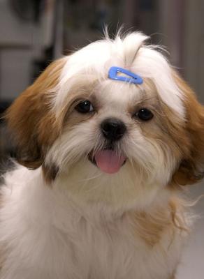 After grooming 4.jpg