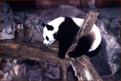 A Panda1.jpg