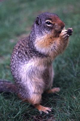 Canada squirrel01.JPG