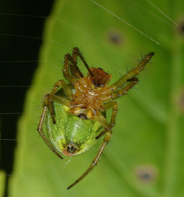 Araigne courge / (Araniella cucurbitina)