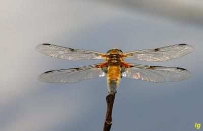 Libellule 1