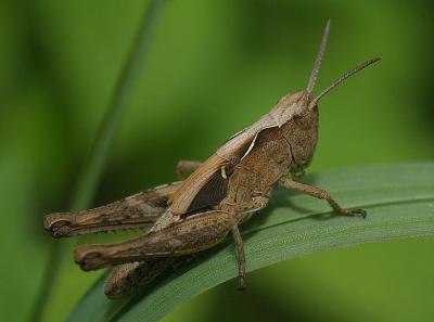 Chorthippus brunneus
