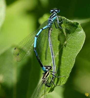 Agrion