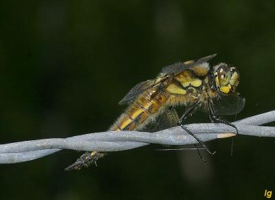 Libelle  quatre taches (libellula quadrimaculata), jeune femelle.