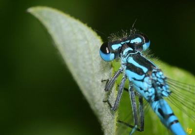 Agrion