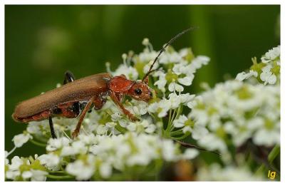 cantharis cryptica