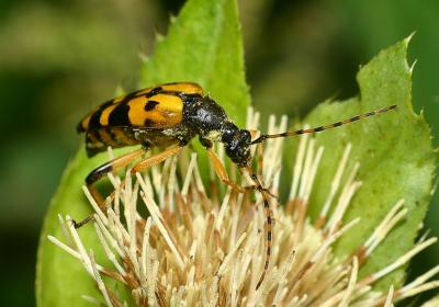 Rutpela  macculata