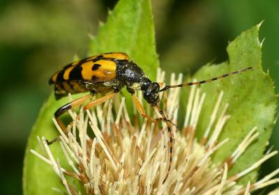 Rutpela  macculata