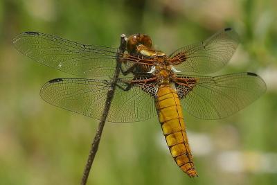 Libellule dprime (Libellula depressa).