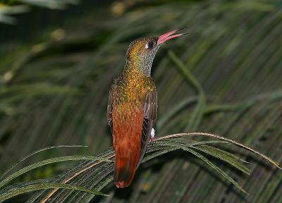 Hummingbird/ Colibri (Amazila amazilia)
