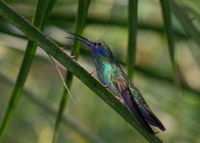 Colibri  menton bleu - Chlorestes notatus