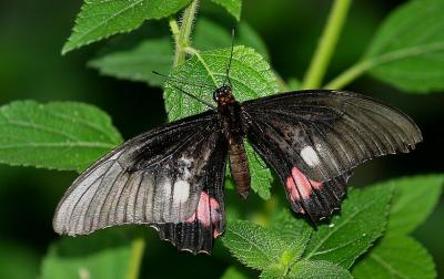   Papilio memnon