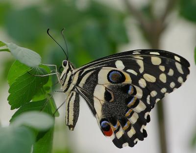Papilio demodocus.