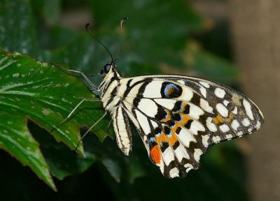 Papilio demodocus.