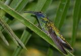  Colibri  menton bleu - Chlorestes notatus