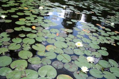water lilies.jpg